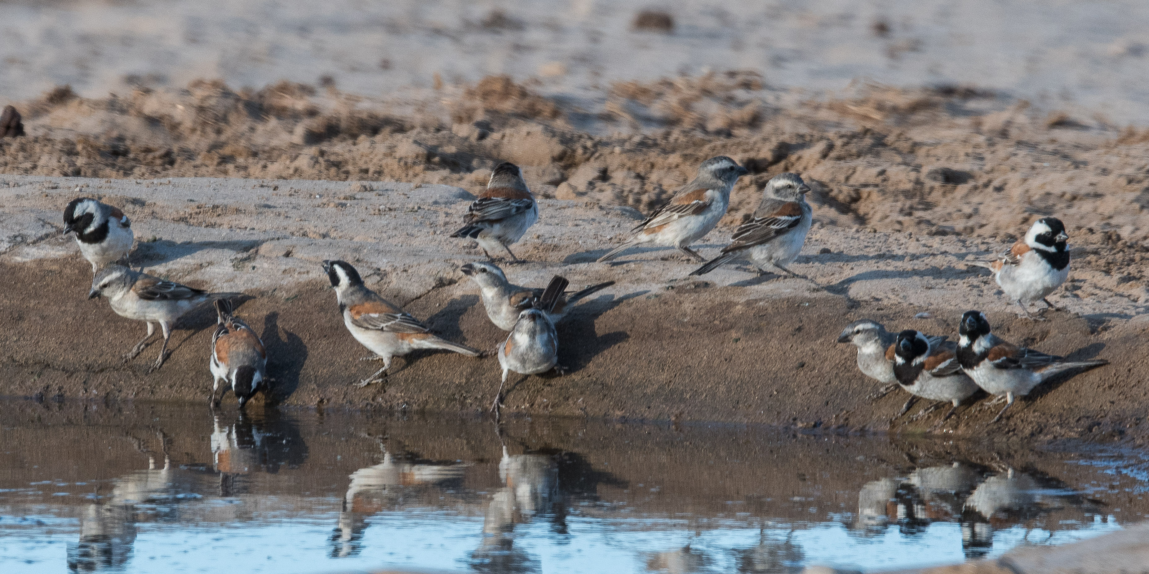 Moineaux mélanure (Cape sparrows, Passer melanurus) mâles et femelles au point d'eau du Hoanib Valley camp, Kunene, Namibie.